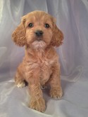 Female cockapoo Puppy for sale #20 DOB 2-16-13|Iowa cockapoo breeders with Cockapoos for sale